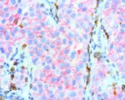 PDCD1 Mouse anti-Canine, Human, Mouse, Rat, Clone: UMAB199, liquid, UltraMAB