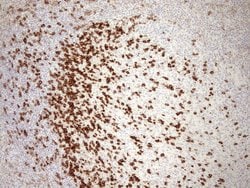 PDCD1 Mouse anti-Canine, Human, Mouse, Rat, Clone: UMAB199, liquid, UltraMAB
