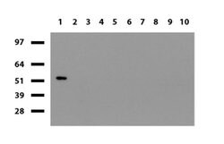 PDCD1 Mouse anti-Canine, Human, Mouse, Rat, Clone: UMAB199, liquid, UltraMAB