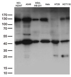 PDCD2L Monoclonal Antibody (OTI4H10), TrueMAB , OriGene 100 &mu;L; Unconjugated:Antibodies,