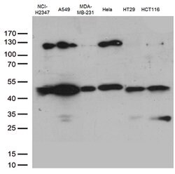 PDCD2L Mouse anti-Human, Clone: OTI4E3, lyophilized, TrueMAB 100 &mu;g;