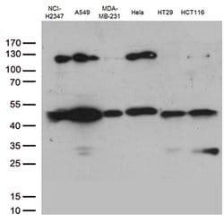 PDCD2L Monoclonal Antibody (OTI4E3), TrueMAB , OriGene 100 &mu;L; Unconjugated:Antibodies,