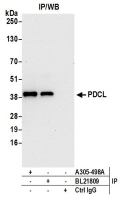 PDCL Rabbit anti-Human, Mouse, Polyclonal, Bethyl Laboratories 100 &mu;L;