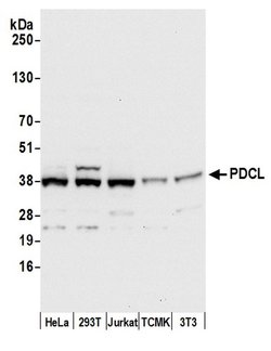 PDCL Rabbit anti-Human, Mouse, Polyclonal, Bethyl Laboratories 100 &mu;L;