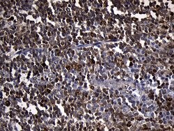 PDCL3 Monoclonal Antibody (OTI10A6), TrueMAB , OriGene 100 &mu;L; Unconjugated:Antibodies,