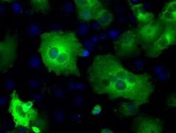 PDE10A Mouse anti-Human, Clone: OTI3G9, liquid, TrueMAB 100 &mu;L; Unconjugated:Antibodies,