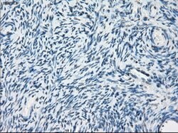 PDE10A Mouse anti-Human, Clone: OTI1C9, lyophilized, TrueMAB 100 &mu;g;