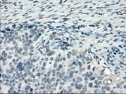 PDE10A Mouse anti-Human, Clone: OTI1C9, lyophilized, TrueMAB 100 &mu;g;