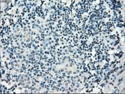 PDE10A Mouse anti-Human, Clone: OTI1C9, lyophilized, TrueMAB 100 &mu;g;