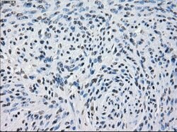 PDE10A Mouse anti-Human, Clone: OTI1C9, lyophilized, TrueMAB 100 &mu;g;