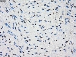 PDE10A Mouse anti-Human, Clone: OTI1C9, lyophilized, TrueMAB 100 &mu;g;