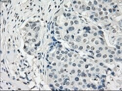 PDE10A Mouse anti-Human, Clone: OTI1C9, lyophilized, TrueMAB 100 &mu;g;