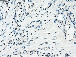 PDE10A Mouse anti-Human, Clone: OTI1C9, lyophilized, TrueMAB 100 &mu;g;