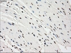 PDE10A Mouse anti-Human, Clone: OTI1C9, lyophilized, TrueMAB 100 &mu;g;