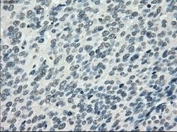 PDE10A Mouse anti-Human, Clone: OTI1C9, lyophilized, TrueMAB 100 &mu;g;
