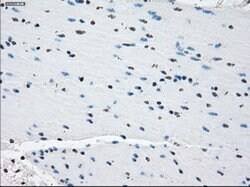 PDE10A Mouse anti-Human, Clone: OTI1C9, lyophilized, TrueMAB 100 &mu;g;