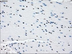 PDE10A Mouse anti-Human, Clone: OTI1C9, liquid, TrueMAB 100 &mu;L | Buy Online | Origene Technologies | Fisher Scientific