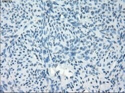 PDE10A Mouse anti-Human, Clone: OTI1B2, liquid, TrueMAB 100 &mu;L; Unconjugated:Antibodies,