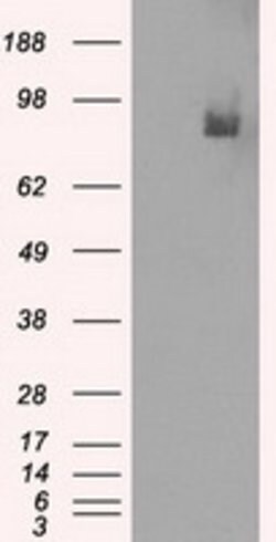 PDE10A Mouse anti-Human, Clone: OTI1C9, lyophilized, TrueMAB 100 &mu;g;