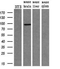 PDE10A Mouse anti-Human, Clone: OTI1C9, lyophilized, TrueMAB 100 &mu;g;