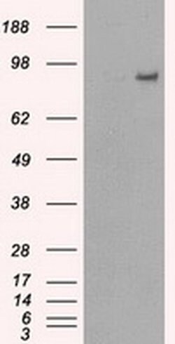PDE10A Mouse anti-Human, Clone: OTI1B2, liquid, TrueMAB 100 &mu;L; Unconjugated:Antibodies,