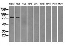 PDE10A Mouse anti-Human, Clone: OTI1B2, liquid, TrueMAB 100 &mu;L; Unconjugated:Antibodies,