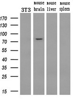 PDE10A Mouse anti-Human, Clone: OTI1B2, liquid, TrueMAB 100 &mu;L; Unconjugated:Antibodies,