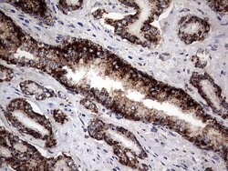 PDE1A Mouse anti-Human, Clone: OTI7D5, lyophilized, TrueMAB 100 &mu;g;