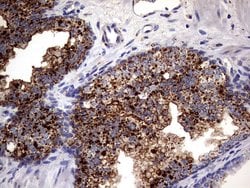 PDE1A Mouse anti-Human, Clone: OTI7D5, lyophilized, TrueMAB 100 &mu;g;