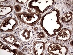PDE1A Mouse anti-Human, Clone: OTI7D5, lyophilized, TrueMAB 100 &mu;g;