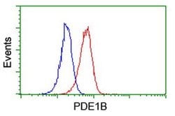 PDE1B Monoclonal Antibody (OTI6E4), TrueMAB , OriGene:Antibodies:Primary