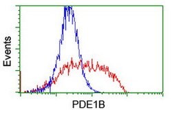 PDE1B Mouse anti-Canine, Human, Rat, Clone: OTI6B9, lyophilized, TrueMAB