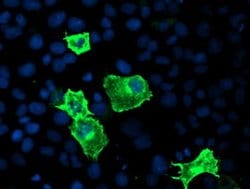 PDE1B Monoclonal Antibody (OTI1D6), TrueMAB , OriGene 100 &mu;L; Unconjugated:Antibodies,