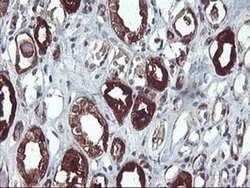 PDE1B Monoclonal Antibody (OTI6E4), TrueMAB , OriGene 100 &mu;L; Unconjugated:Antibodies,