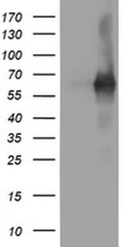 PDE1B Monoclonal Antibody (OTI6E4), TrueMAB , OriGene 100 &mu;L; Unconjugated:Antibodies,