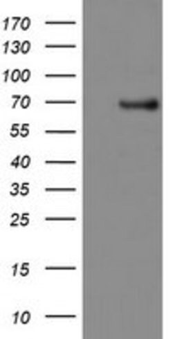 PDE1B Mouse anti-Canine, Human, Rat, Clone: OTI6B9, lyophilized, TrueMAB