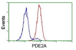 PDE2A Monoclonal Antibody (OTI4H8), TrueMAB , OriGene:Antibodies:Primary