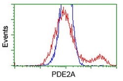 PDE2A Monoclonal Antibody (OTI2F1), TrueMAB , OriGene 100 &mu;L; Unconjugated:Antibodies,