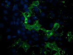 PDE2A Monoclonal Antibody (OTI5B10), TrueMAB , OriGene 100 &mu;L; Unconjugated:Antibodies,