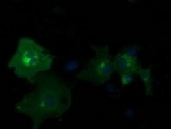 PDE2A Mouse anti-Human, Clone: OTI3A4, lyophilized, TrueMAB 100 &mu;g;