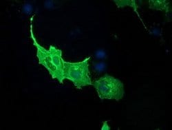 PDE2A Monoclonal Antibody (OTI4D10), TrueMAB , OriGene 100 &mu;L; Unconjugated:Antibodies,
