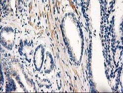 PDE2A Mouse anti-Human, Clone: OTI1G9, lyophilized, TrueMAB 100 &mu;g;