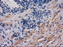 PDE2A Mouse anti-Human, Clone: OTI3A4, lyophilized, TrueMAB 100 &mu;g;