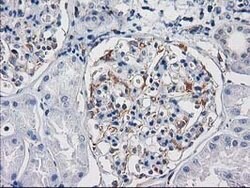PDE2A Mouse anti-Human, Clone: OTI3A4, lyophilized, TrueMAB 100 &mu;g;
