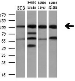 PDE2A Mouse anti-Human, Clone: OTI1G9, lyophilized, TrueMAB 100 &mu;g;