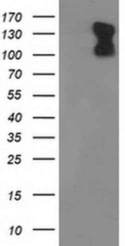PDE2A Monoclonal Antibody (OTI4H8), TrueMAB , OriGene:Antibodies:Primary