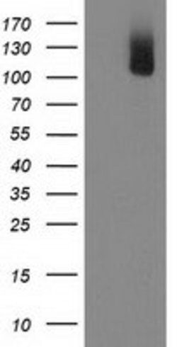 PDE2A Mouse anti-Human, Clone: OTI4D2, lyophilized, TrueMAB 100 &mu;g;