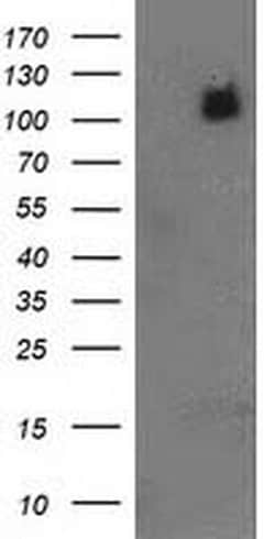 PDE2A Monoclonal Antibody (OTI2F1), TrueMAB , OriGene 100 &mu;L; Unconjugated:Antibodies,