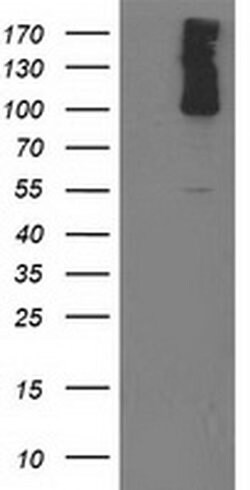 PDE2A Monoclonal Antibody (OTI4D10), TrueMAB , OriGene 100 &mu;L; Unconjugated:Antibodies,