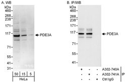 PDE3A Rabbit anti-Human, Polyclonal, Bethyl Laboratories 100 &mu;L; Unconjugated:Antibodies,